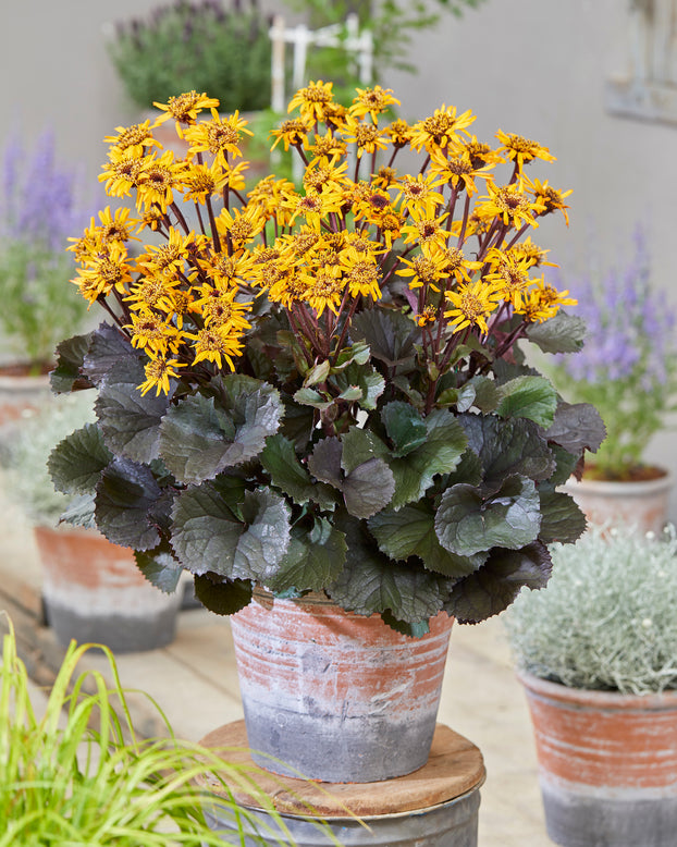 Ligularia 'Pandora'