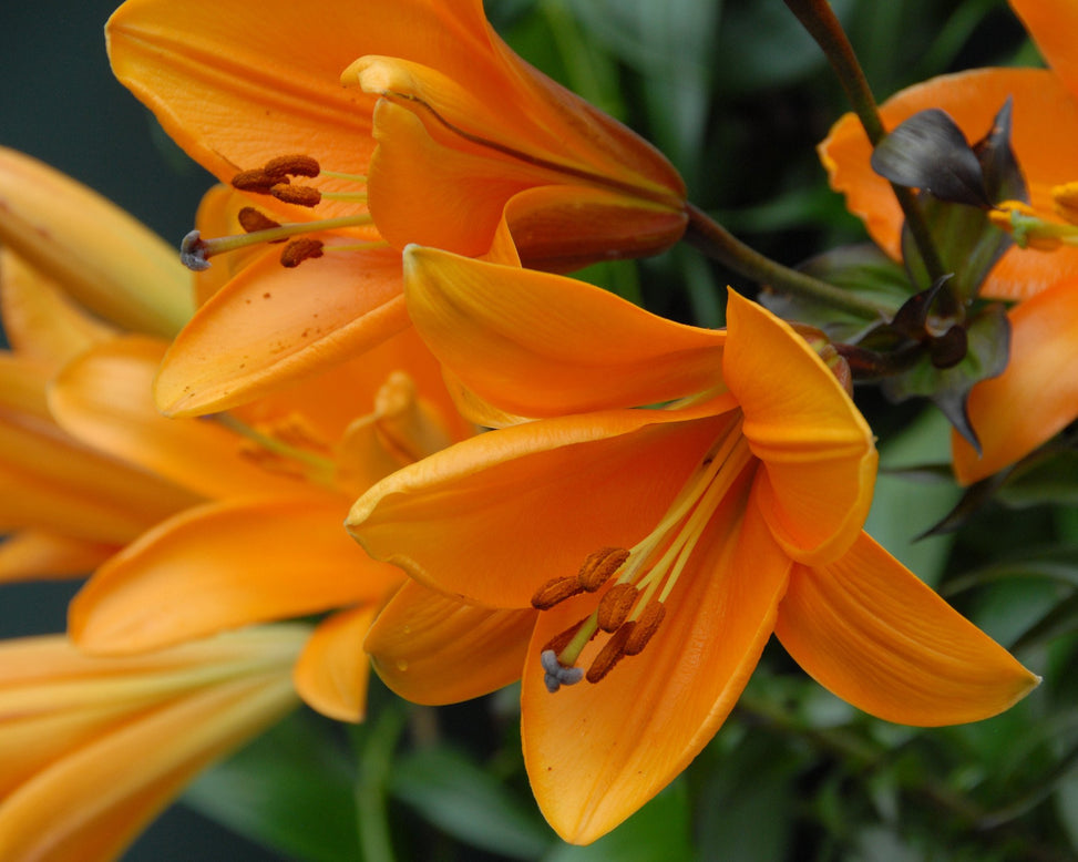 Lily 'African Queen'