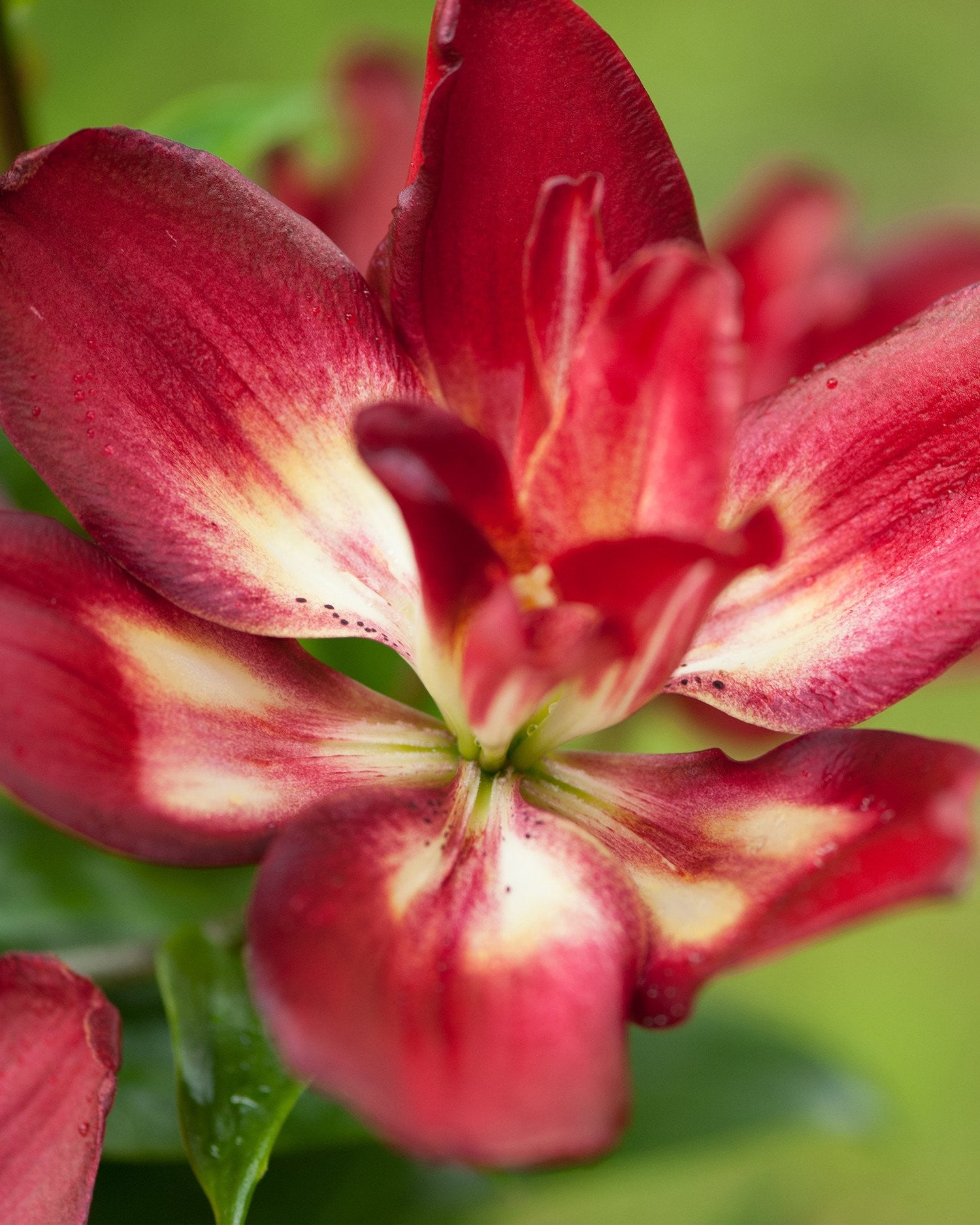 double sensation asiatic lily Lily 'Double Sensation' bulbs