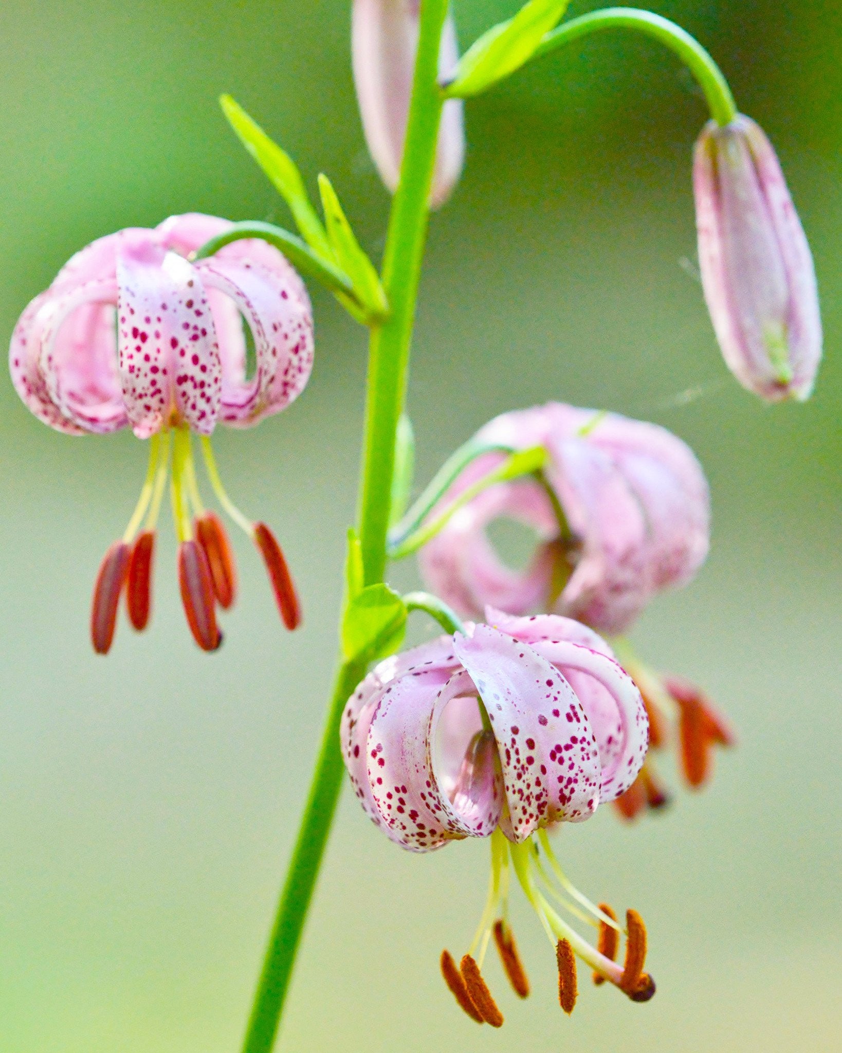 Lily 'Martagon' bulbs — Buy Turk’s Cap Lilies online at Farmer Gracy UK