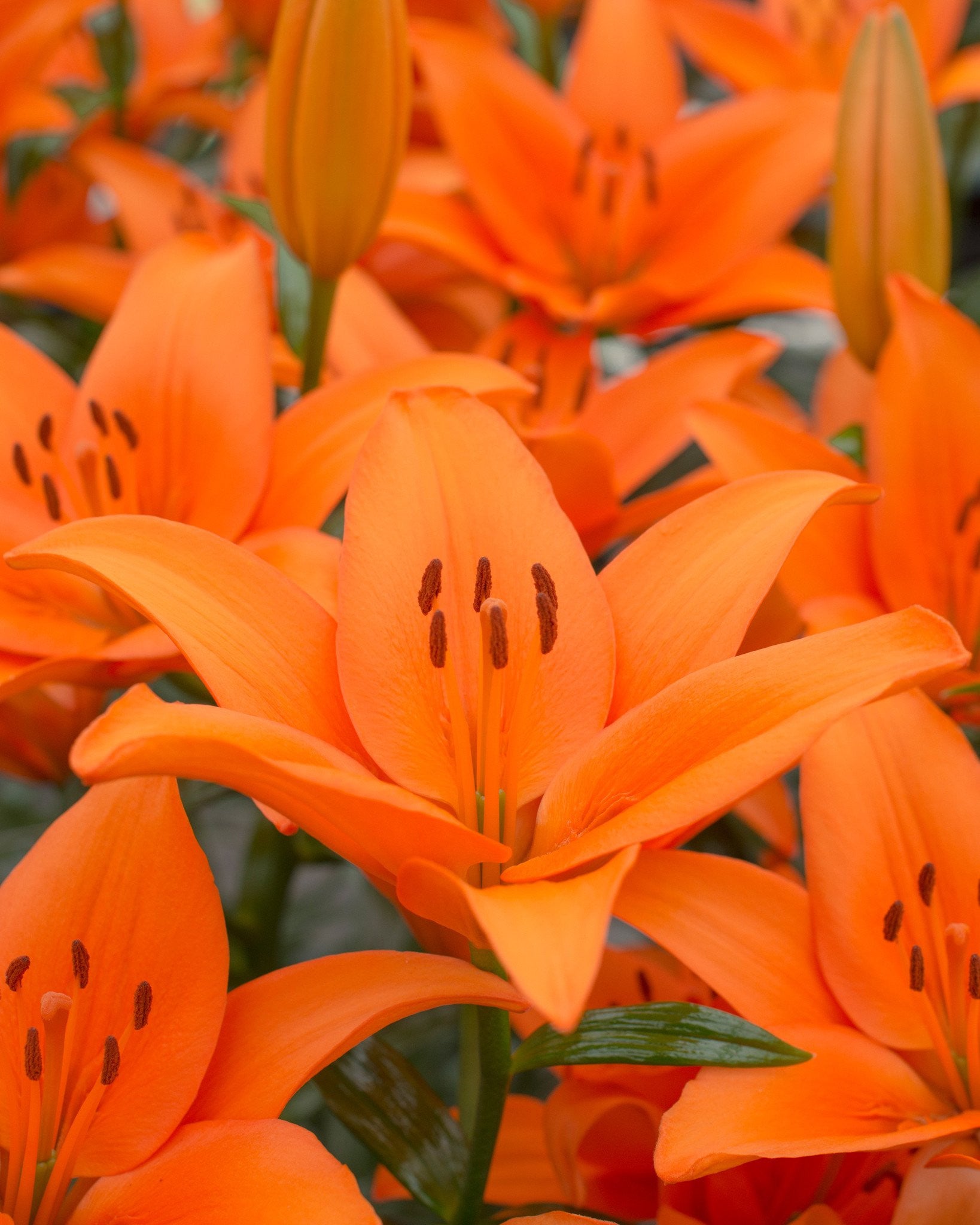 asiatic orange lily bulbs Lily 'Orange County' bulbs