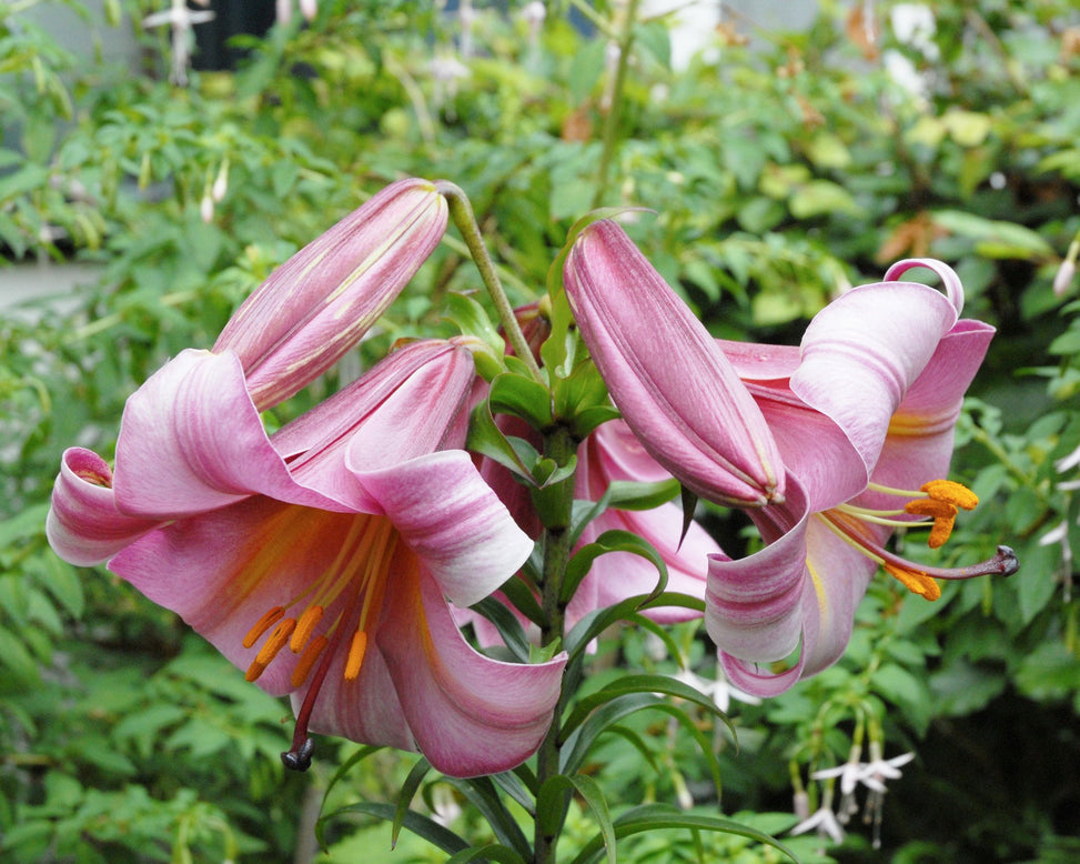 Lily 'Pink Perfection'