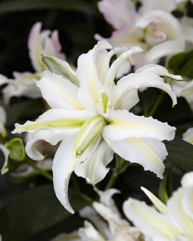 double white lily Lily 'Polar Star' bulbs