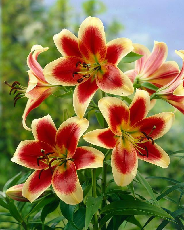 Lily Red Dutch bulbs Buy online at Farmer Gracy UK