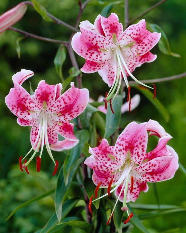 Lilium speciosum var. rubrum