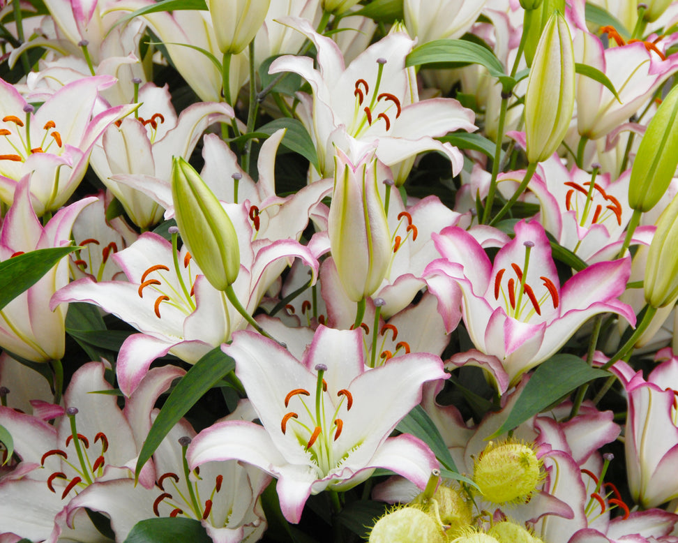 Lily 'Hotline'