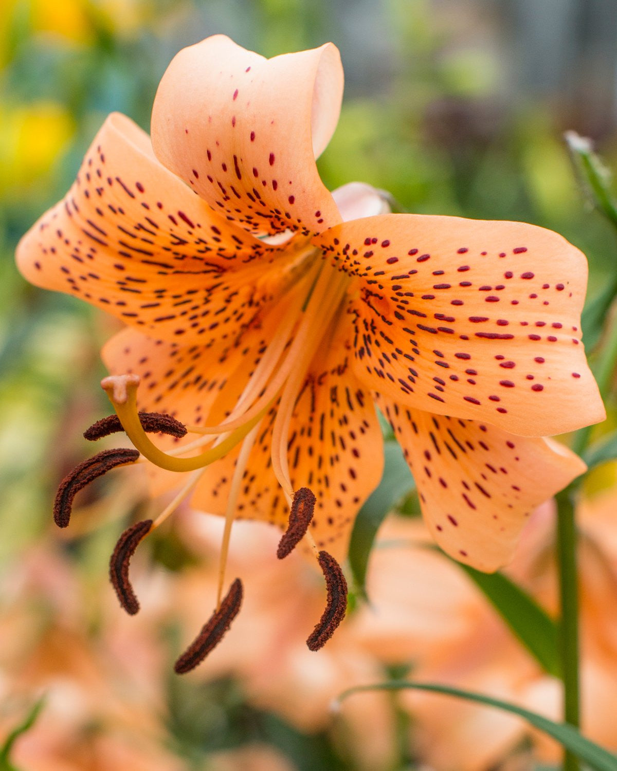 small tiger lily Lily 'Tiger Babies' bulbs