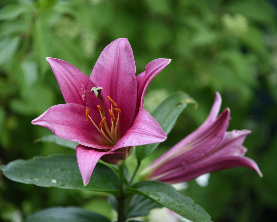 Lily 'Purple Prince'