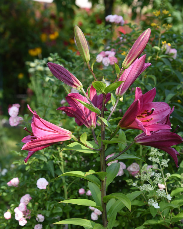 Lily 'Purple Prince'