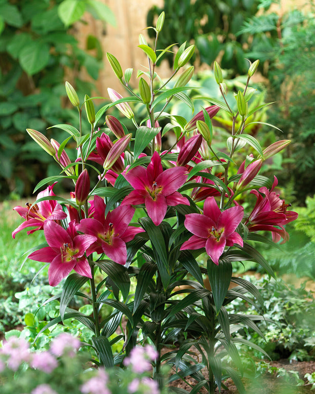Lily 'Purple Prince'