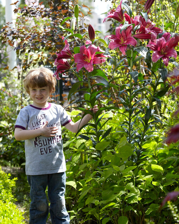 Lily 'Purple Prince'