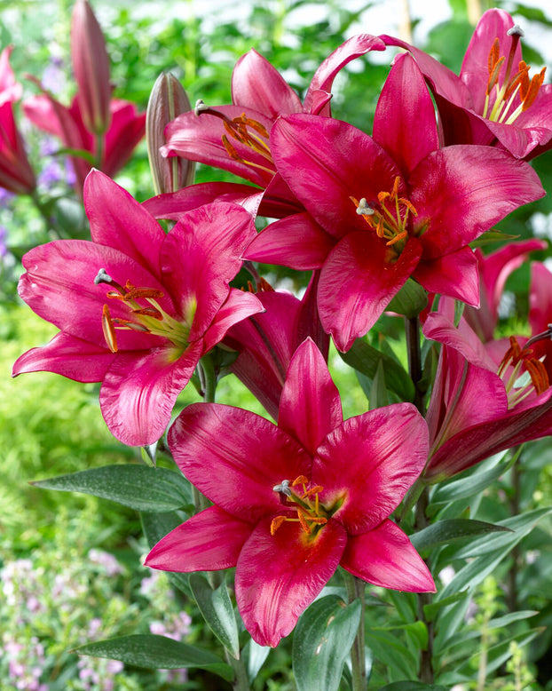 Lily 'Purple Prince'