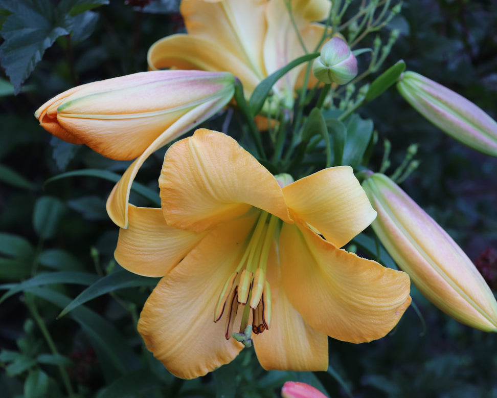 Lily 'Saltarello'
