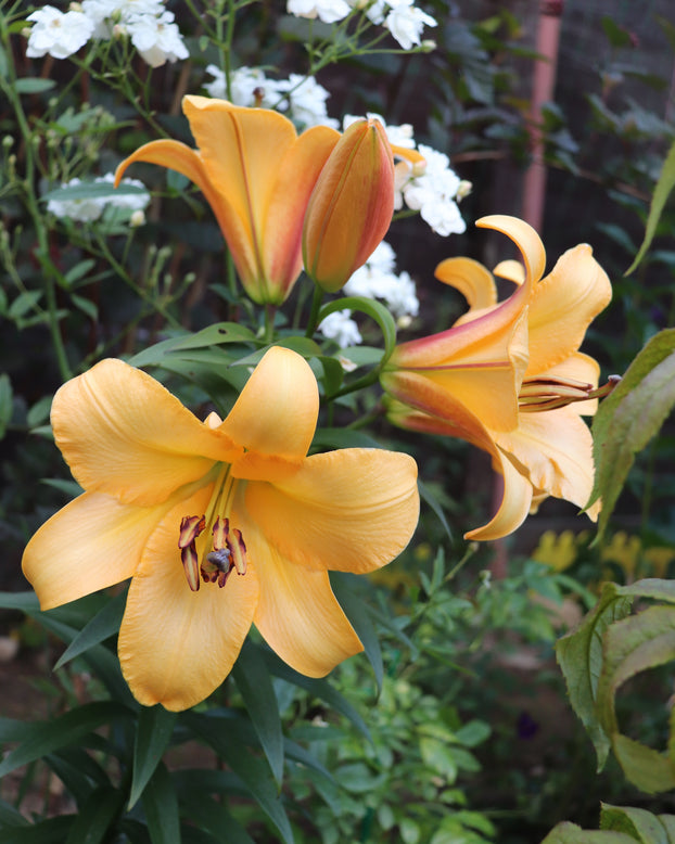 Lily 'Saltarello'