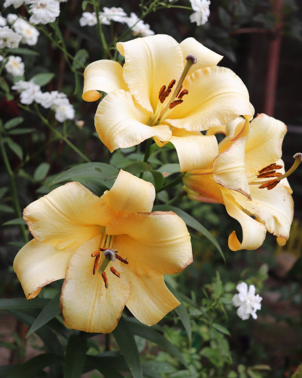 Lily 'Saltarello'