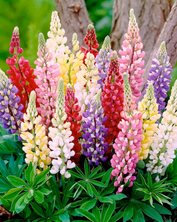 Lupinus 'Mosaic Mix'