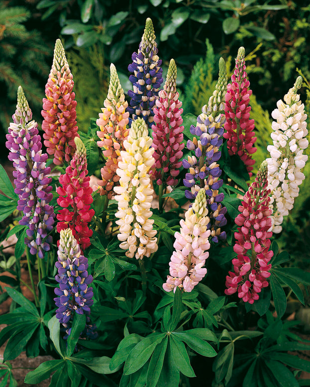 Lupinus 'Mosaic Mix'