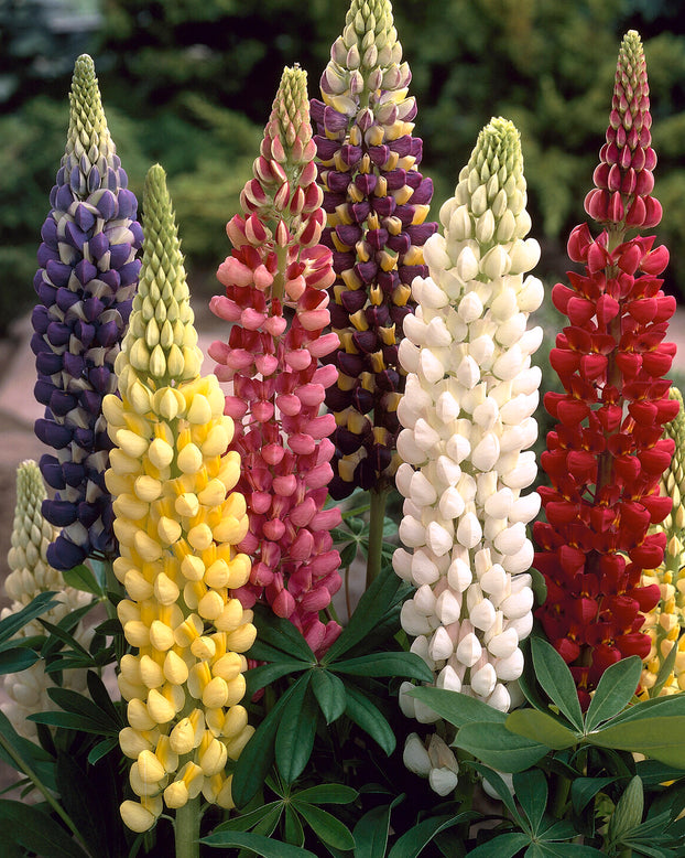 Lupinus 'Mosaic Mix'