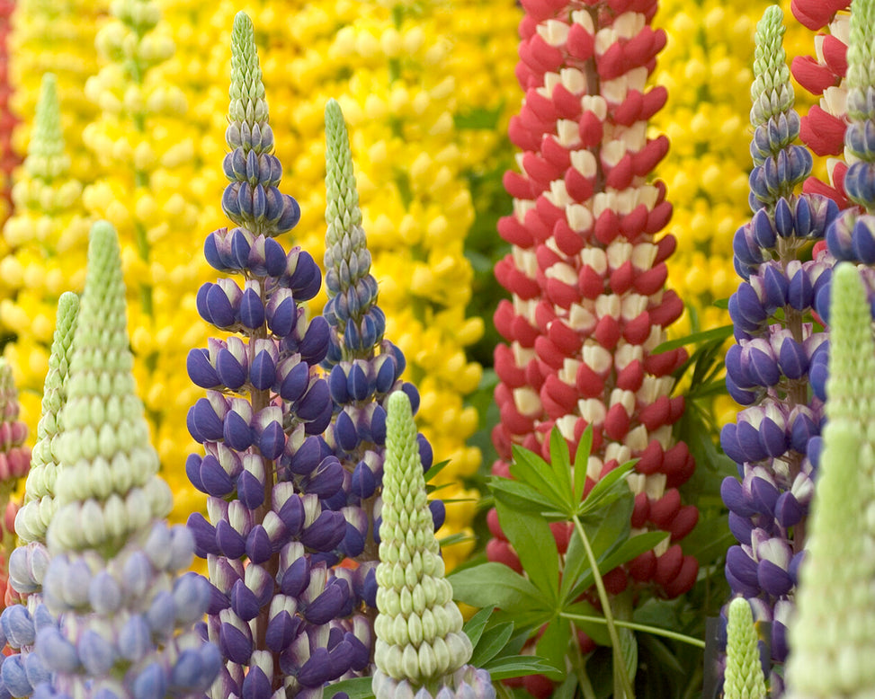 Lupinus 'Mosaic Mix'