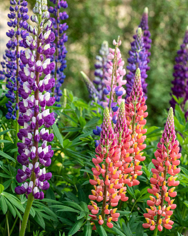 Lupinus 'Mosaic Mix'