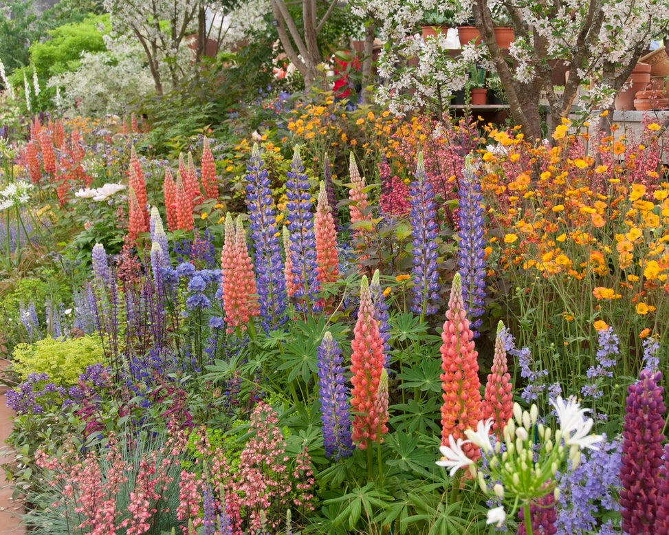 Lupinus 'Mosaic Mix'