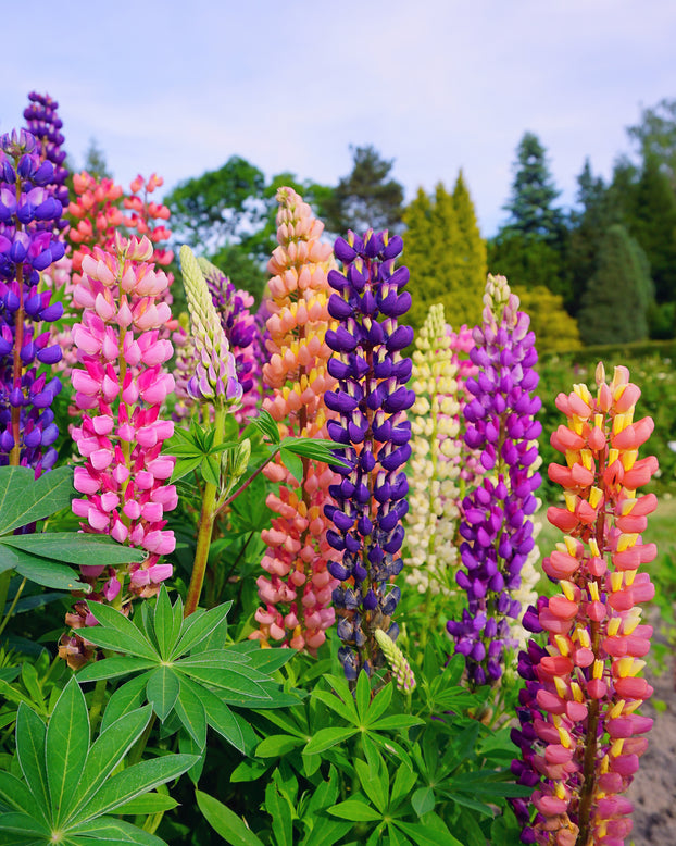 Lupinus 'Mosaic Mix'