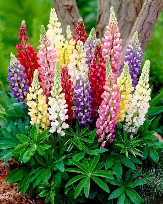 Lupinus 'Mosaic Mix'
