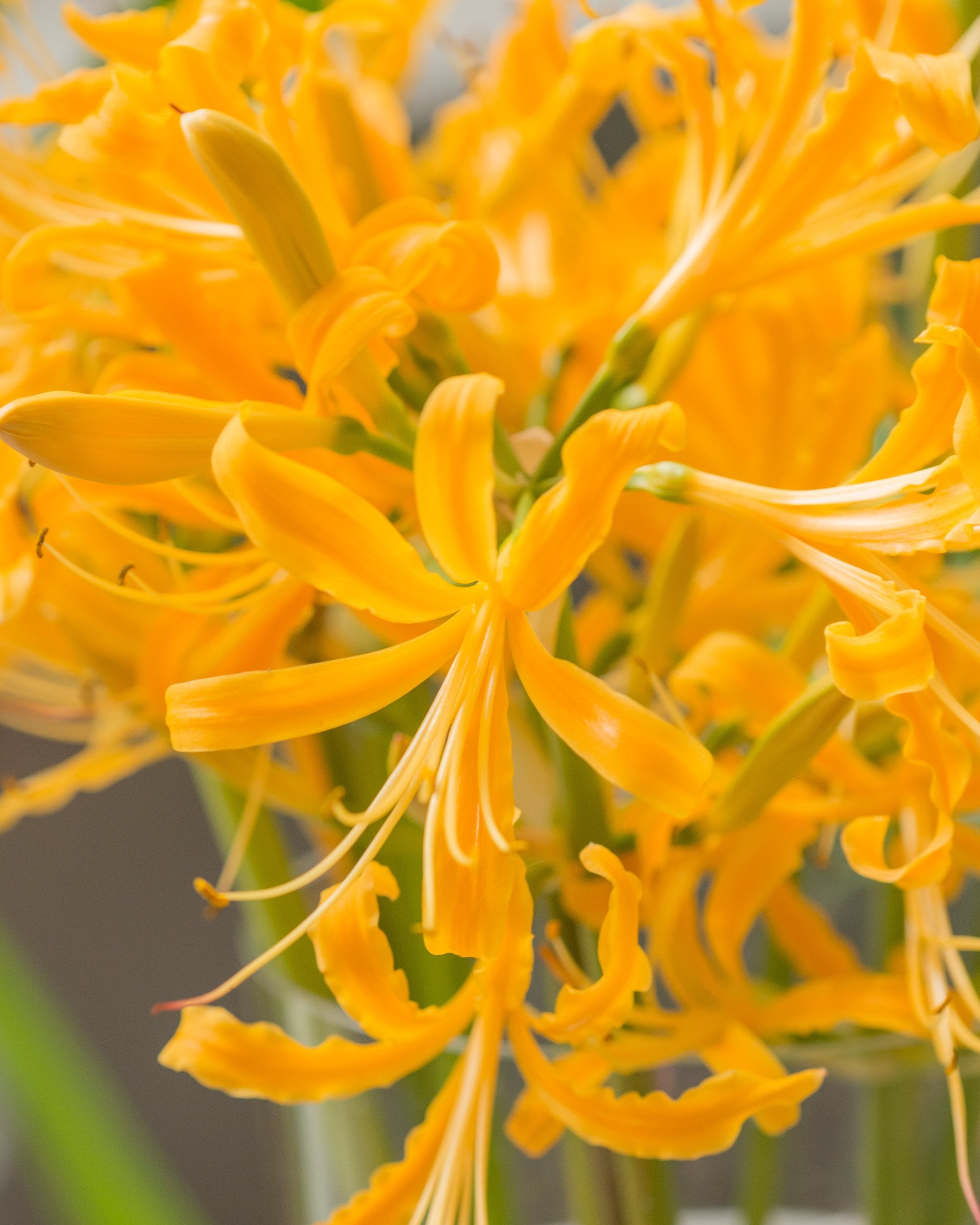 golden spider lily plant Lycoris aurea Bulbs