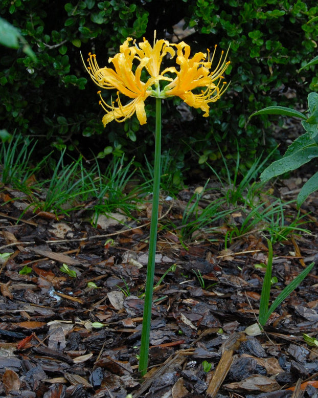 Lycoris aurea