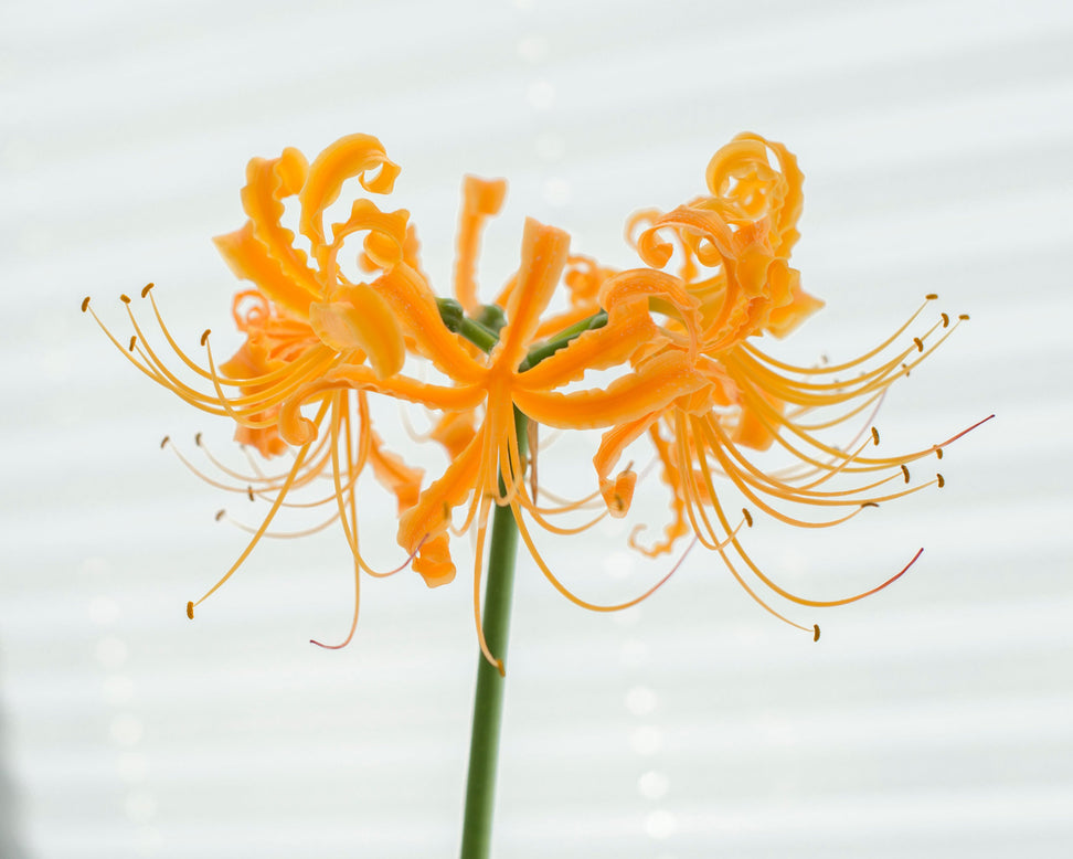 Lycoris aurea