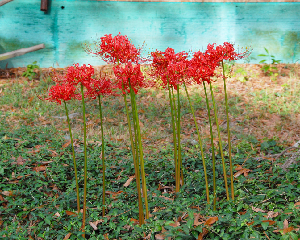 Lycoris radiata