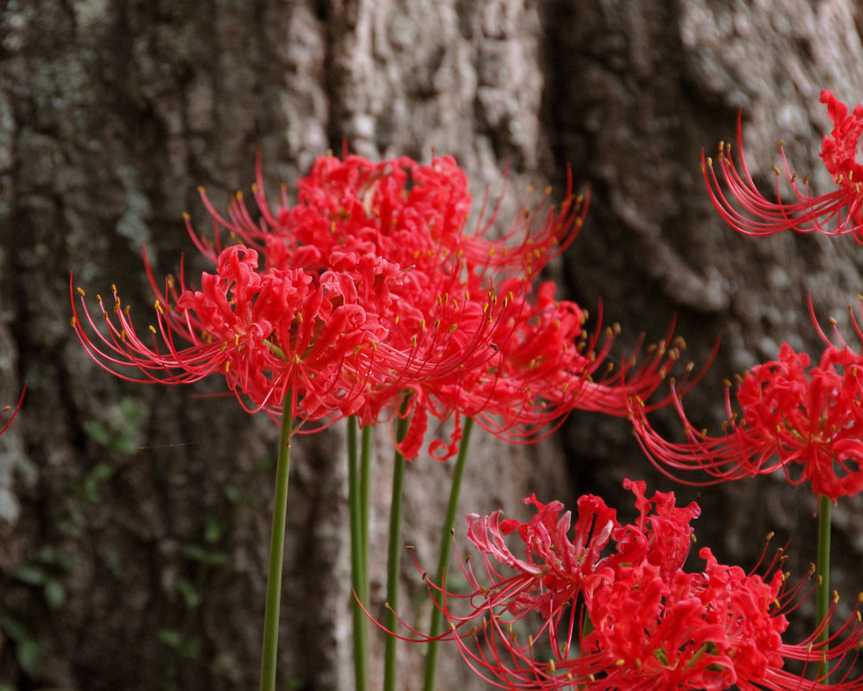 Lycoris radiata