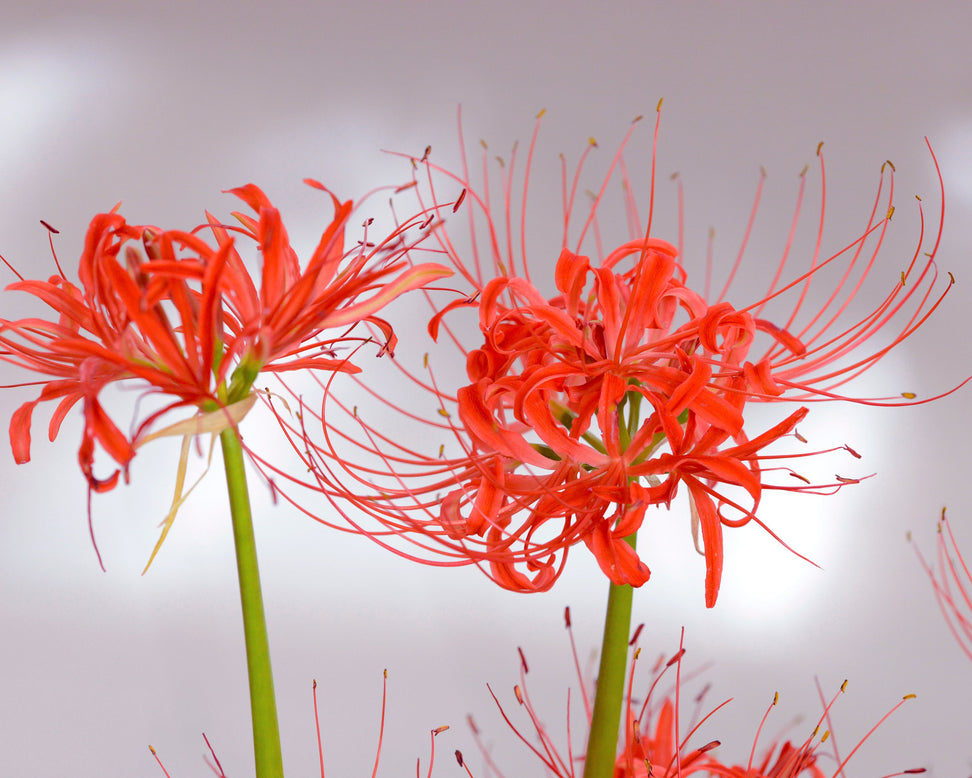 Lycoris radiata