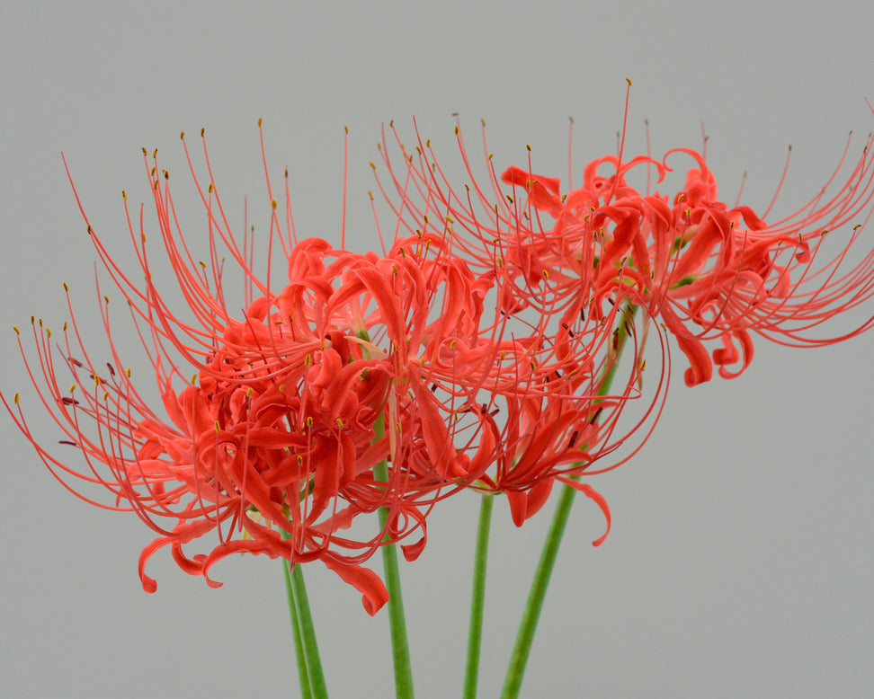 Lycoris radiata