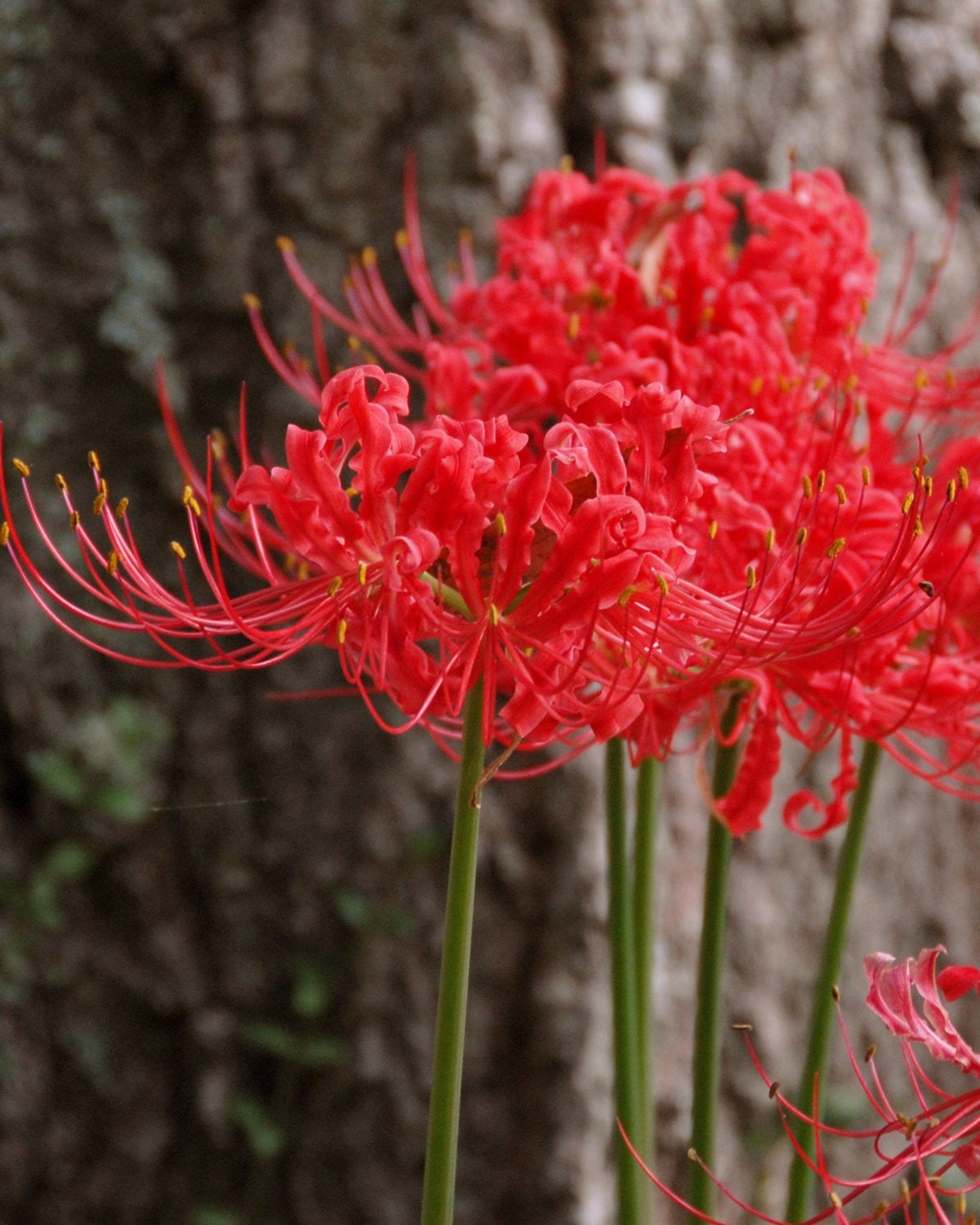 red spider lily plant for sale Lycoris radiata Bulbs
