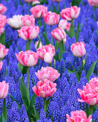 Collection 'Magenta Magic' Flower BulbsMagenta Magic™ Bulbs UK - 1