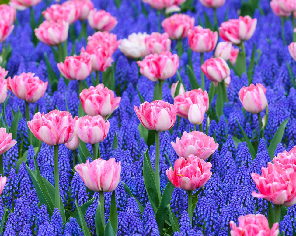 Flower BulbsMagenta Magic™ Bulbs UK - 2