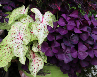 Collection 'Mardi Gras' Collection 'Mardi Gras'