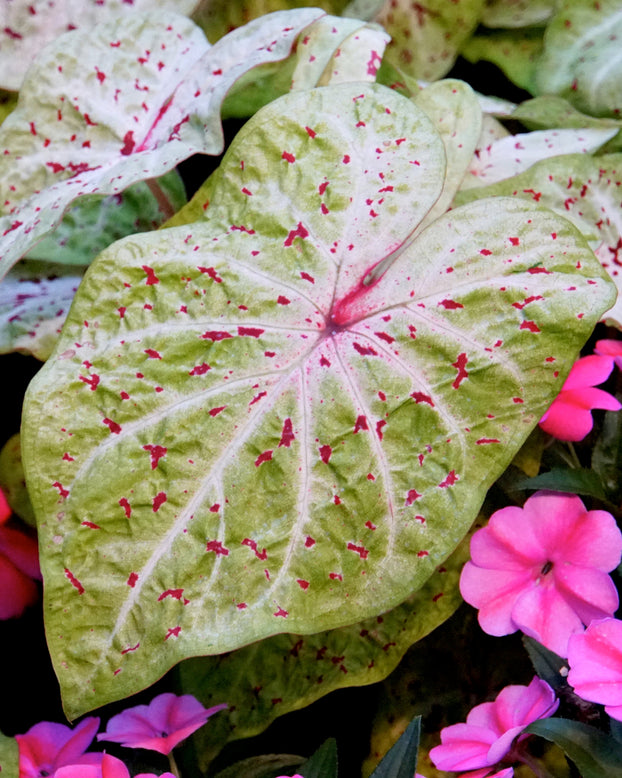 Collection 'Mardi Gras'