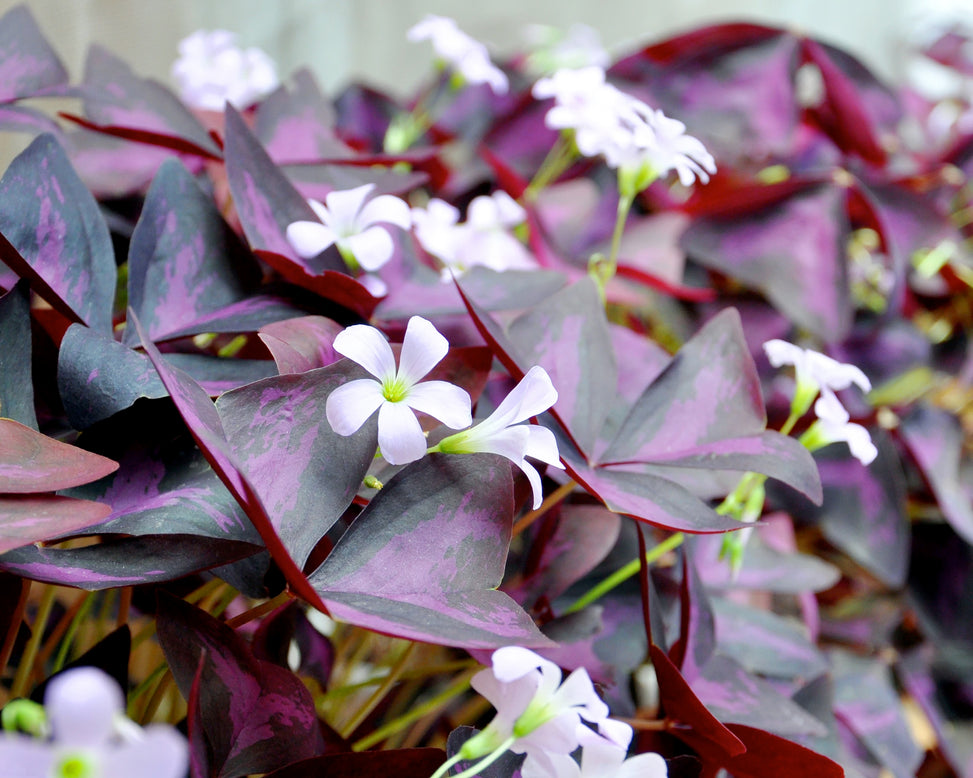 Collection 'Mardi Gras'