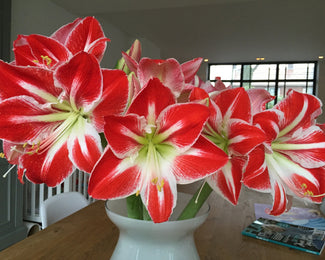 Amaryllis 'Minerva' Amaryllis 'Minerva'