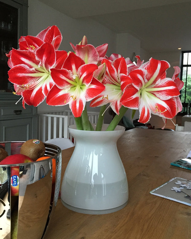 Amaryllis 'Minerva'