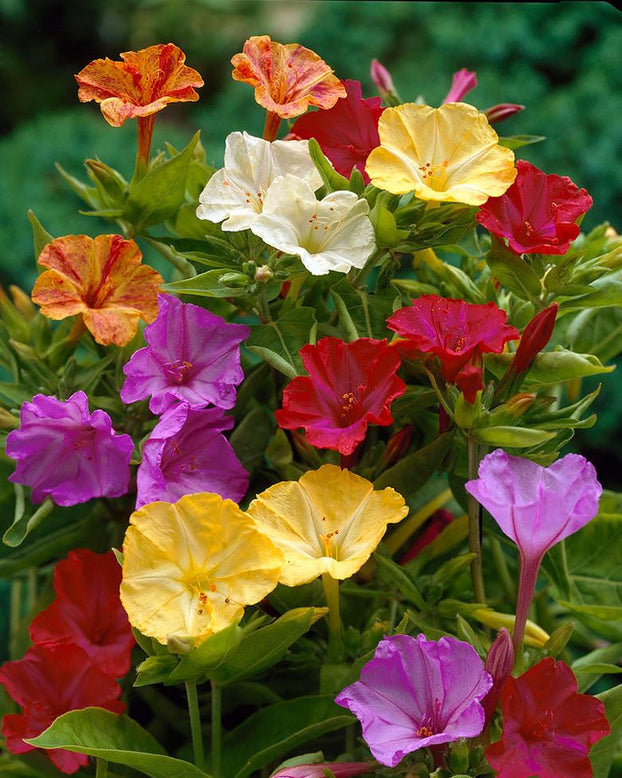 Mirabilis jalapa