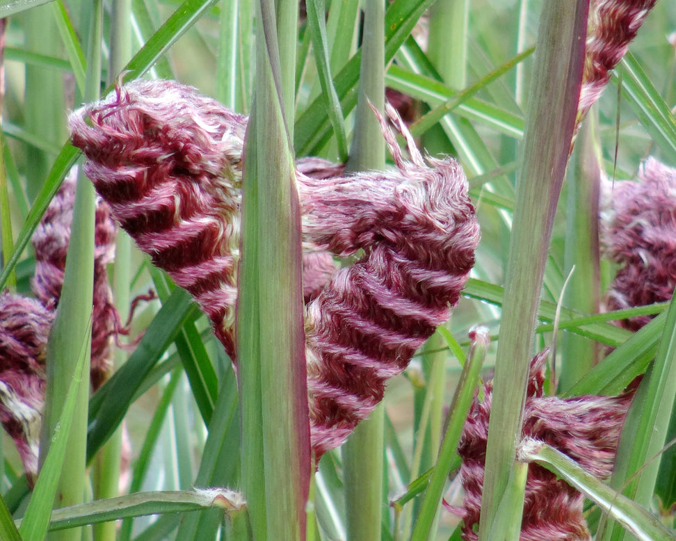 Miscanthus 'Boucle'