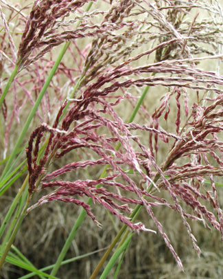 Miscanthus 'Pink Cloud' Miscanthus 'Pink Cloud'
