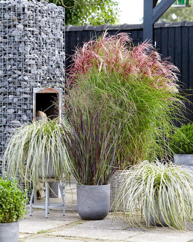 Miscanthus 'Red Cloud'