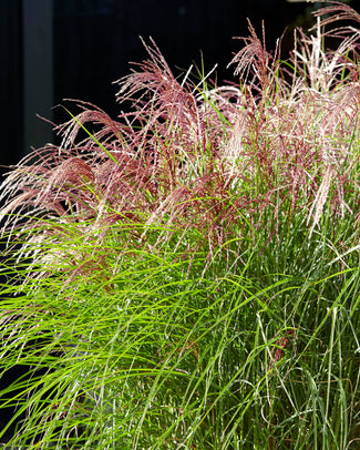 Miscanthus 'Red Cloud' Miscanthus 'Red Cloud'