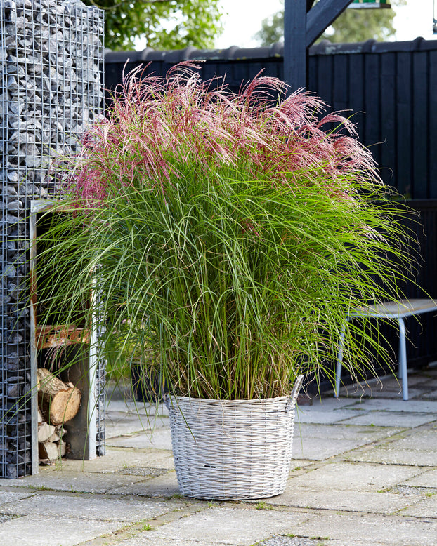 Miscanthus 'Red Cloud'