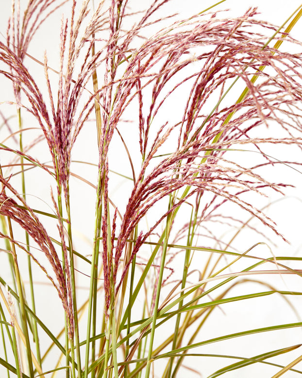 Miscanthus 'Red Cloud'