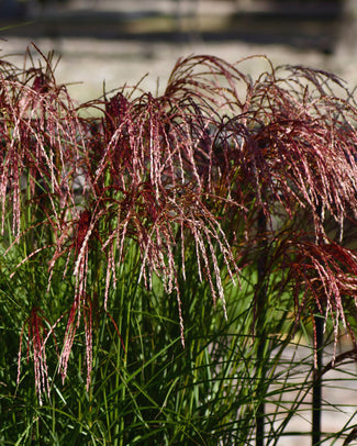 Miscanthus 'Red Cloud' Miscanthus 'Red Cloud'